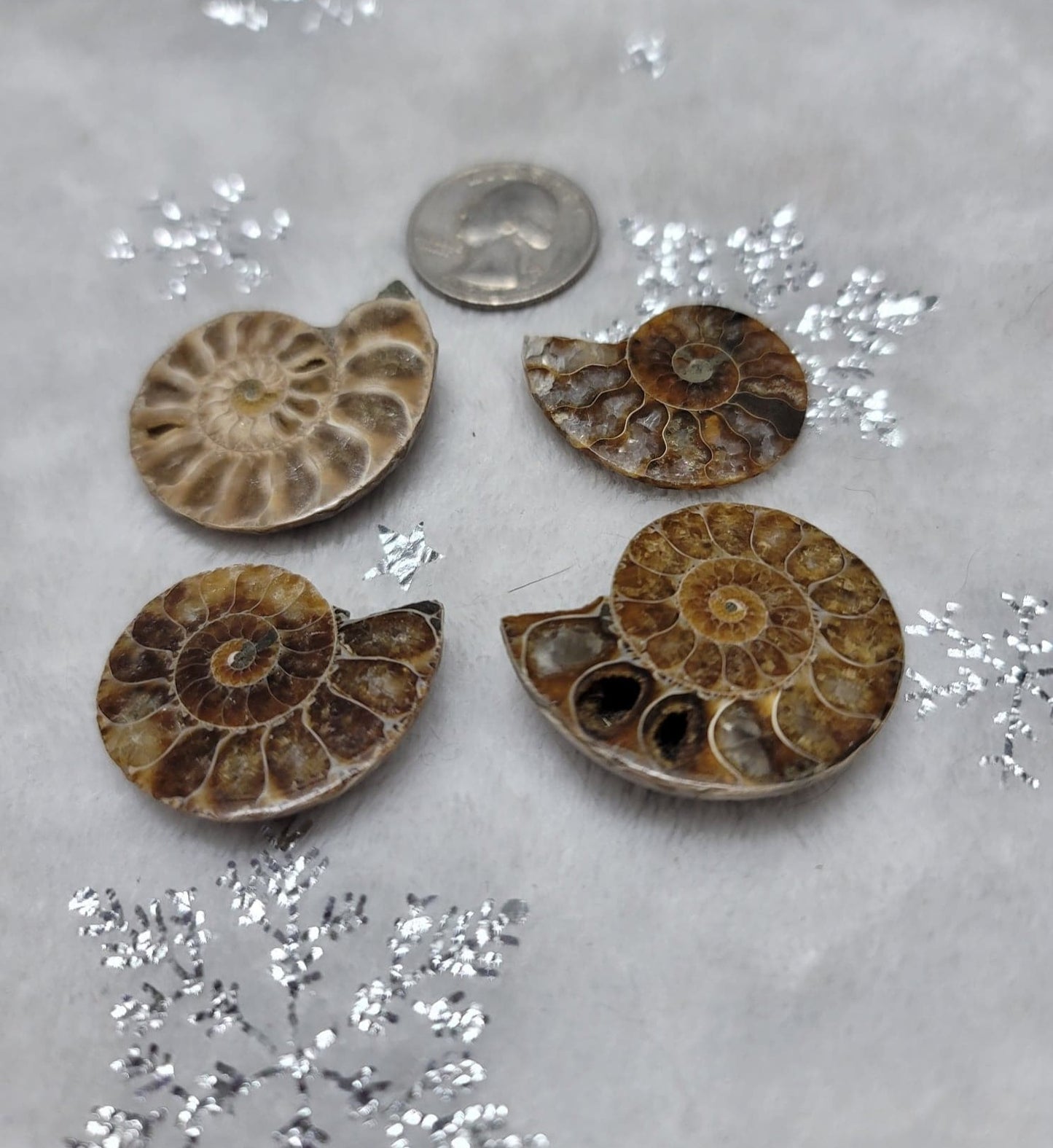 Mini Ammonites